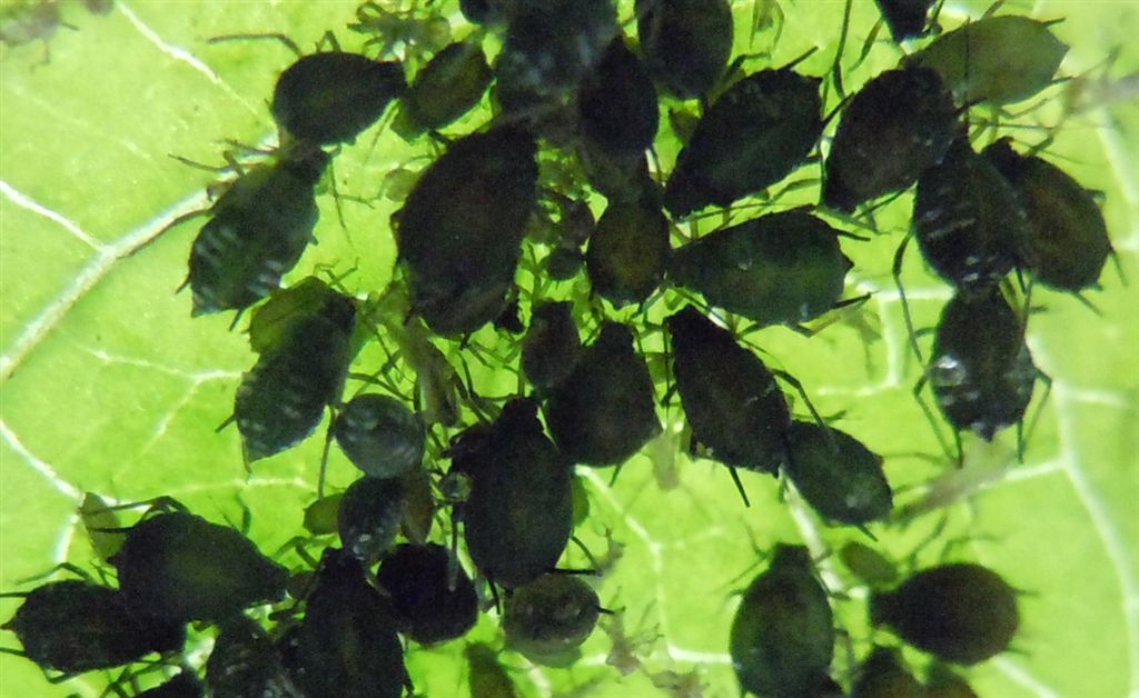 Aphis sambuci/Afide del Sambuco